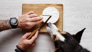 A Little Corgi «No-No» when It Comes to Food
